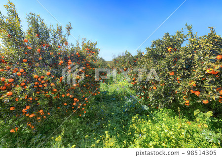 Ripe oranges on tree in orange garden. 98514305