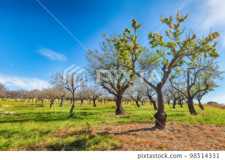 Beautiful white almond flowers on almond tree branch in spring Italian garden, Sicilia. 98514331