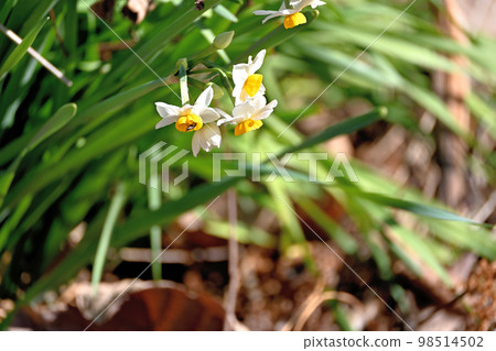 Insect that collects nectar before anyone else 98514502