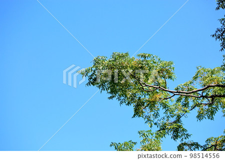 日本瓷樹 98514556