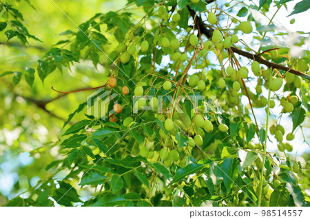 Sendan's fruit 98514557