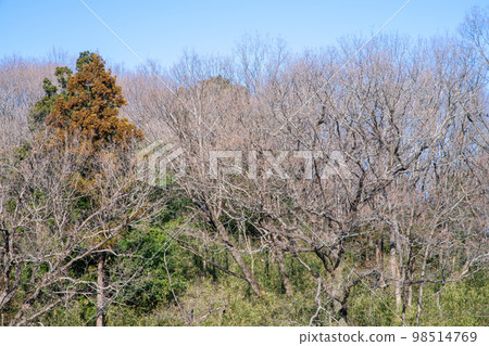 Trees in the middle of winter, winter scenery in Satoyama, near Oegawa, Kumagaya City 98514769