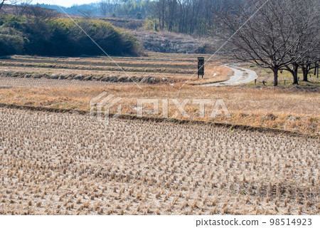 熊谷市大河川附近的里山仲冬風光 98514923