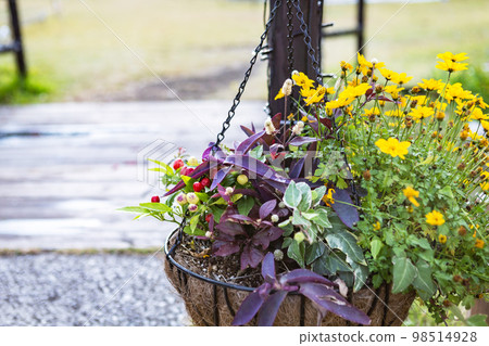 盆栽的花朵 98514928