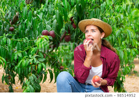Woman tasting peaches during harvest in orchard 98514952