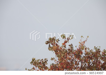 Greenfinch and Nanjing Goldfinch 98514997