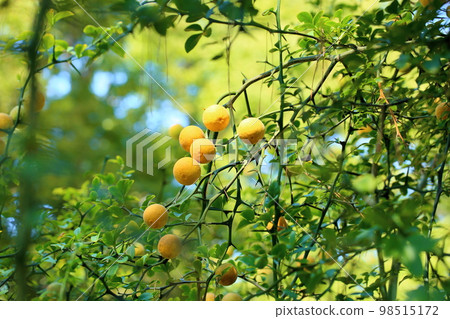 Fruit of the fish Fruit of the fish 98515172