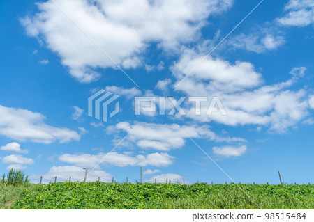 Sky, cloud, cumulus, blue sky, sky, sora, sky, altocumulus, copy space, natural scenery material, sunlight, photo for compositing 98515484