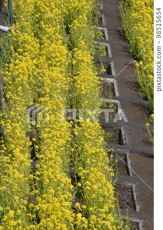 黃花公園裡的油菜花 黃花公園裡的油菜花 98515654