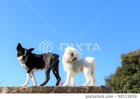 波士頓梗犬 Mighty 和玩具貴賓犬 Bailey 可愛地回頭看著藍天下的臥舖。 98515659