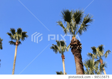 Palm palm/many trees growing in the blue sky Palm palm/many trees growing in the blue sky 98515673