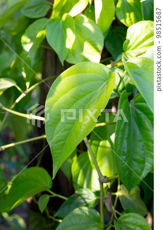 Green leaves of betel plant in the garden 98515687