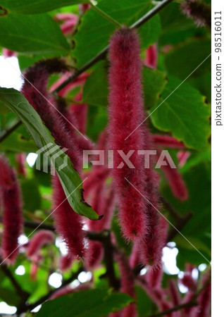 紅線樹 (Acalifa hispita) 98516011