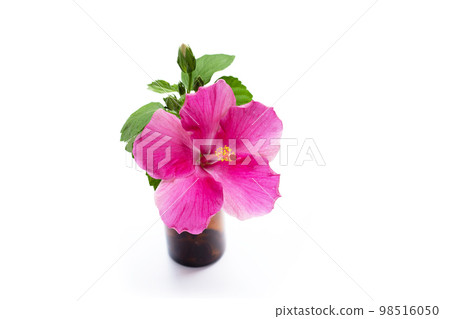 Hibiscus flower on white background. 98516050