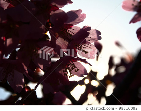 淡紫色櫻花花瓣的輪廓和剪影 98516092