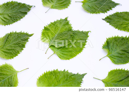 Green Shiso or oba leaves on white background. 98516147