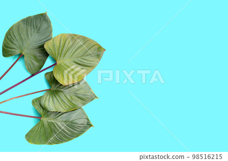 Green leaves of homalomena rubescens Green leaves of homalomena rubescens 98516215