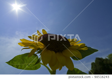 蔚藍的天空下，向日葵花田裡盛開著向日葵。向日葵品種的名稱是 Vincent Orange。 』 98516243