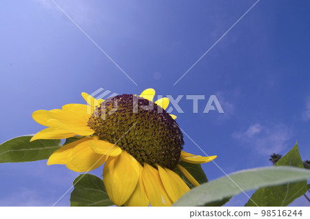 蔚藍的天空下,向日葵花田裡盛開著向日葵。向日葵品種的名稱是 Vincent Orange。 』 蔚藍的天空下,向日葵花田裡盛開著向日葵。向日葵品種的名稱是 Vincent Orange。 』 98516244