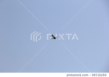 Sea cormorant/flying in the blue sky 98516268