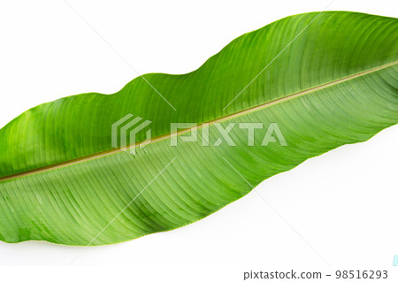 Heliconia leaf on white background. 98516293