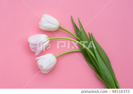 White pink tulips on pink background. White pink tulips on pink background. 98516355
