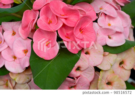 Euphorbia Milii Desmoul or Crown Of Thorns Flower 98516572