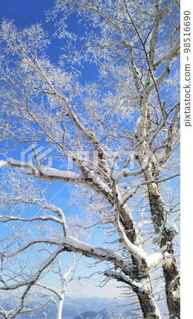 被雪覆蓋的樹木 冬季風景 01 98516690