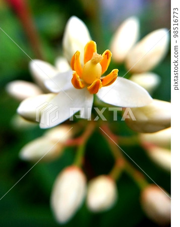 Nandina flower with a taste different from the red fruit Nandina flower with a taste different from the red fruit 98516773