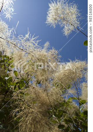 冒煙的樹正盛開。學名是Cotinus coggygria。 98516800