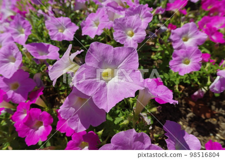 公園的花壇裡，粉色的牽牛花正盛開。學名是矮牽牛。 98516804