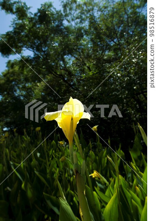 Yellow canna flowers are in bloom. The scientific name is Cannaceae. Yellow canna flowers are in bloom. The scientific name is Cannaceae. 98516879
