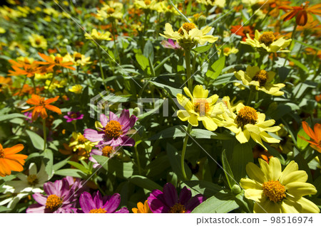 黃色的百日草花在公園裡盛開。 98516974