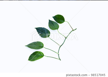 Monstera adansonii or monstera deliciosa liebm leaves on white background. Copy space 98517045