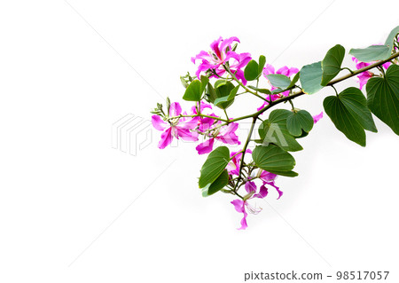 Bauhinia purpurea pink flower on white background. 98517057