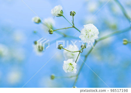 藍色背景。白色滿天星花的特寫照片。學名是滿天星。 98517198