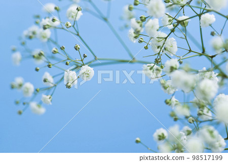 blue background. Close-up photo of white gypsophila flowers. The scientific name is Gypsophila elegans. 98517199