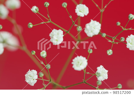red background. Close-up photo of white gypsophila flowers. The scientific name is Gypsophila elegans. 98517200