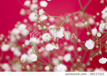 red background. Close-up photo of white gypsophila flowers. The scientific name is Gypsophila elegans. 98517201