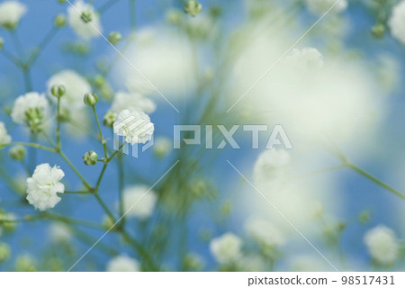 blue background. It is a close-up photo of a white gypsophila flower. The scientific name is Gypsophila elegans 98517431