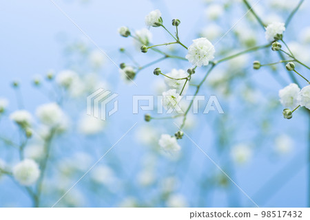 blue background. It is a close-up photo of a white gypsophila flower. The scientific name is Gypsophila elegans 98517432