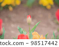 Tulip bud 98517442
