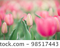 Tulip bud 98517443