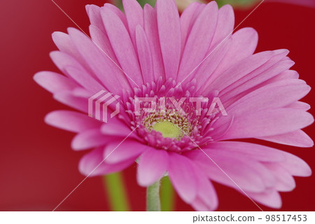 紅色背景。粉紅色非洲菊花的特寫照片。 98517453