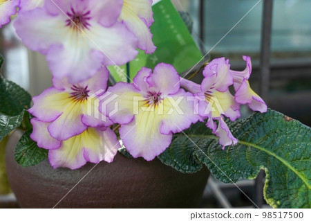 A streptocarpus flower with a beautiful gradation of purple and yellow in full bloom 98517500