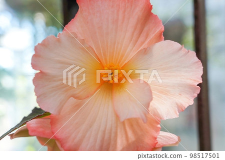 Large pale orange begonia flowers quietly blooming Large pale orange begonia flowers quietly blooming 98517501