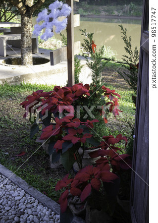 Christmas and New Year decorations in season of greeting Christmas and New Year decorations in season of greeting 98517747