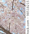 櫻花盛開 98518215