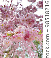 櫻花盛開 98518216