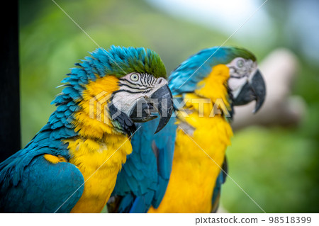 Two blue-and-white macaws close-up portrait 98518399